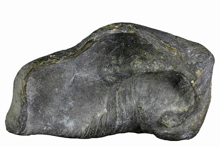 Fossil Whale Ear Bone - Miocene #177758